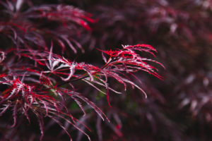 Japanese maple Japanese maple